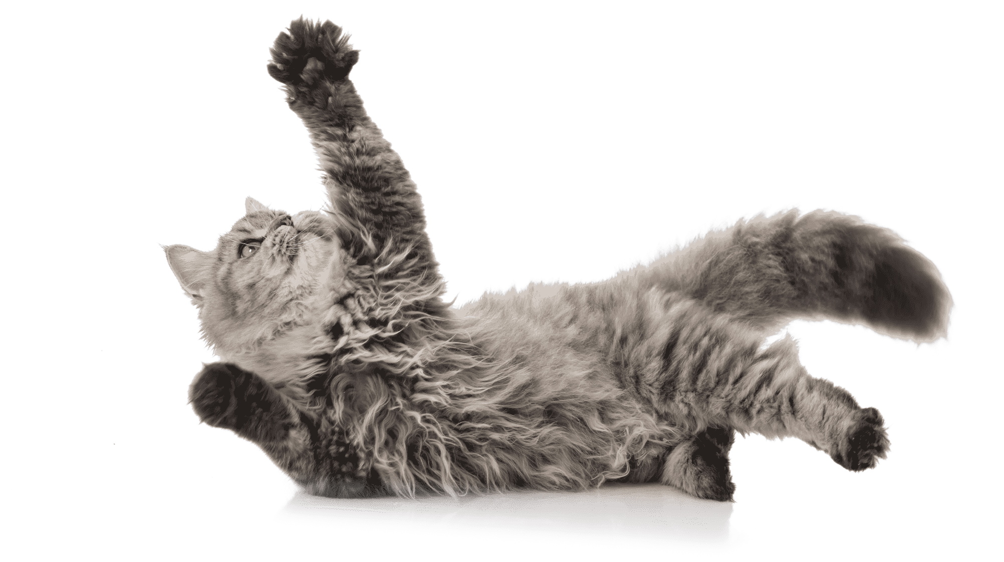 Relaxed cat playfully pawing at the air.