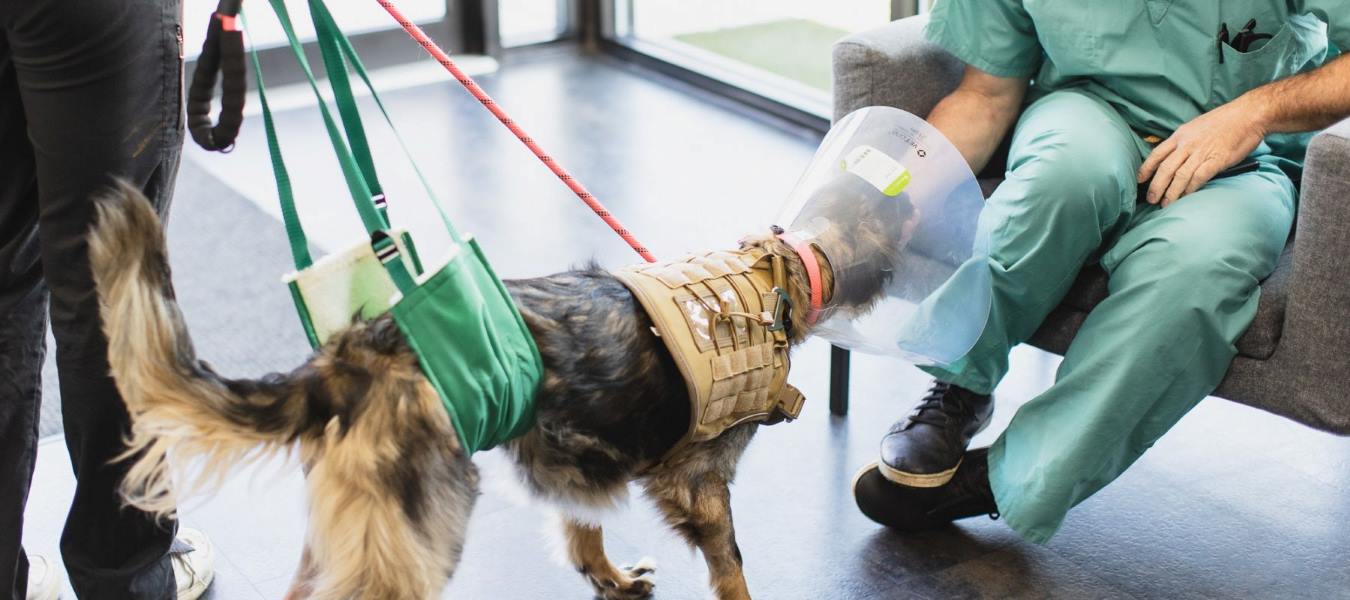 Dog in Recovery
