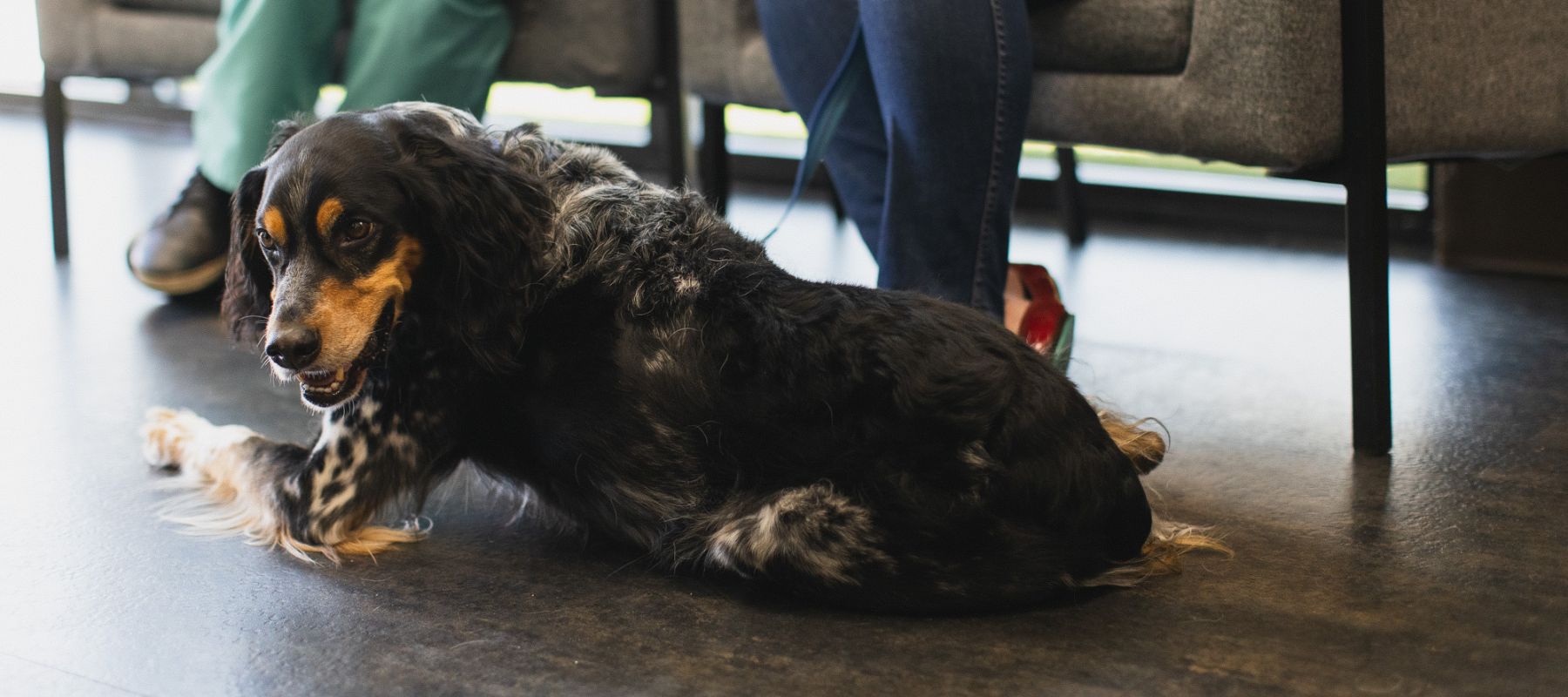 Dog in the Lobby