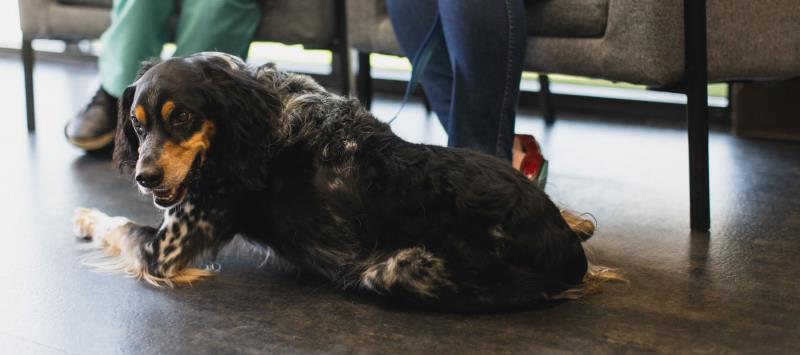 Dog in the Lobby