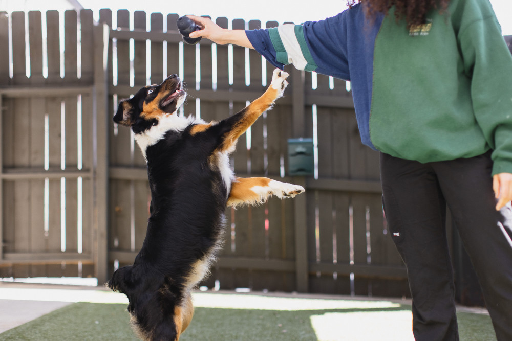 Playing with a Dog