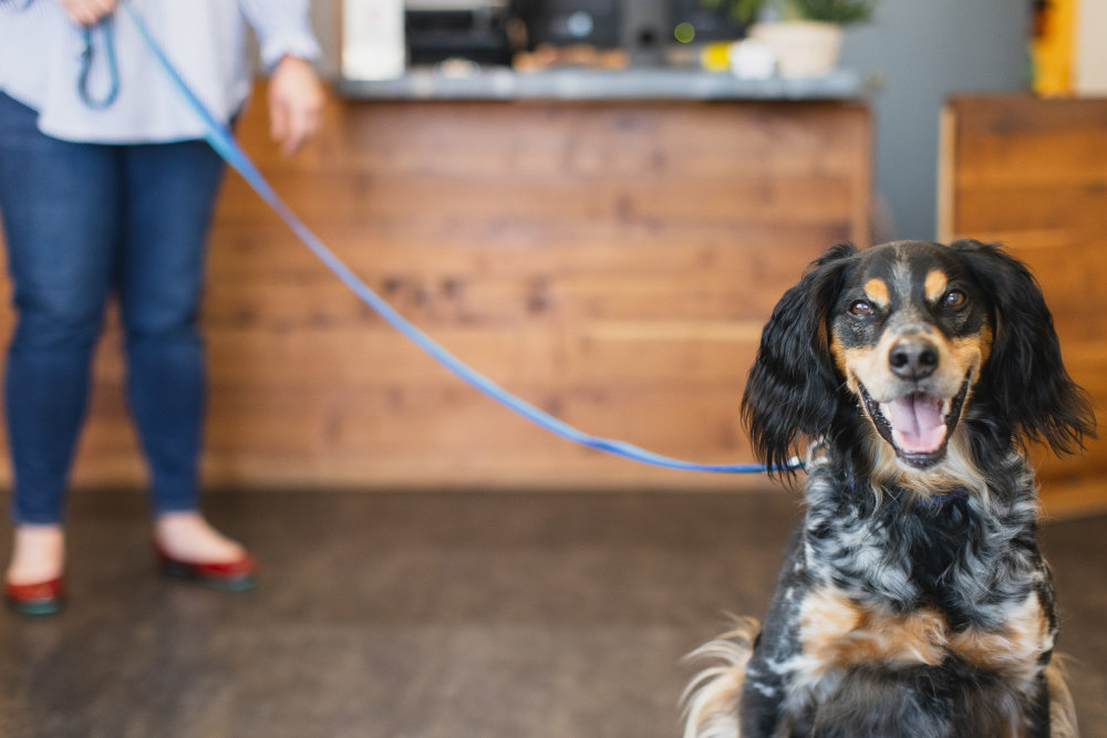 Dog in the Lobby