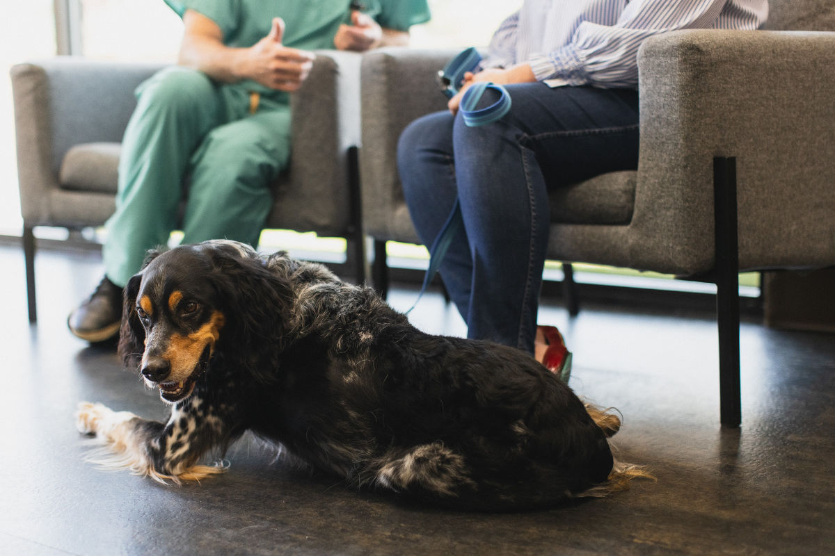 Dog in lobby