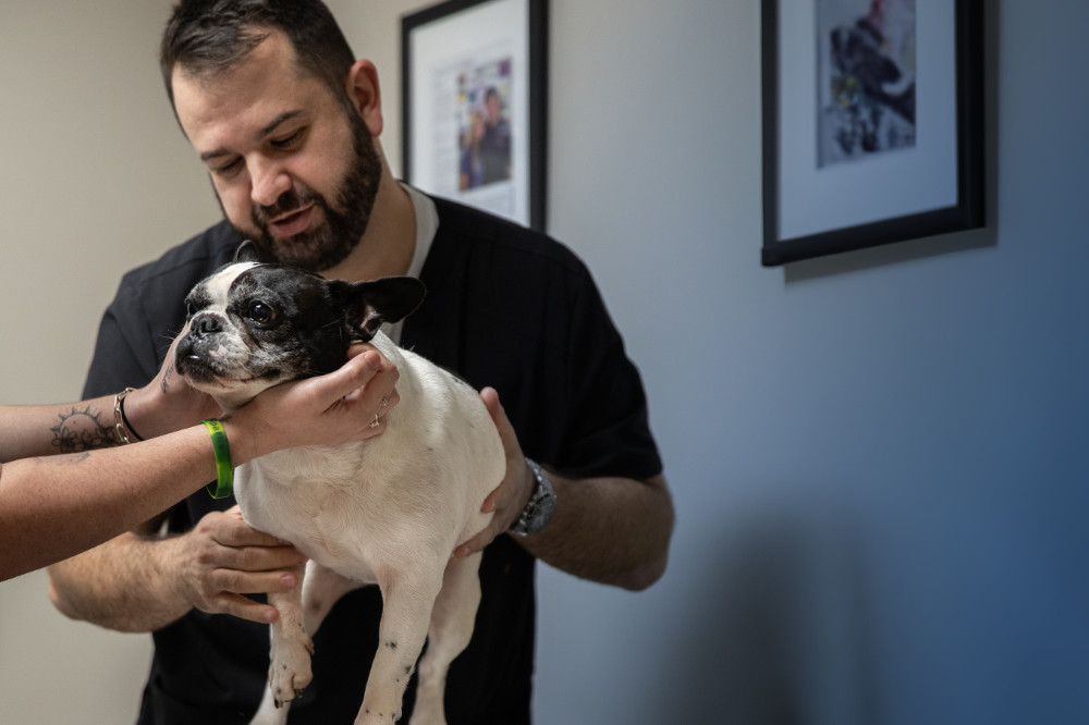 Dr. Stan Veytsman Helping Dog