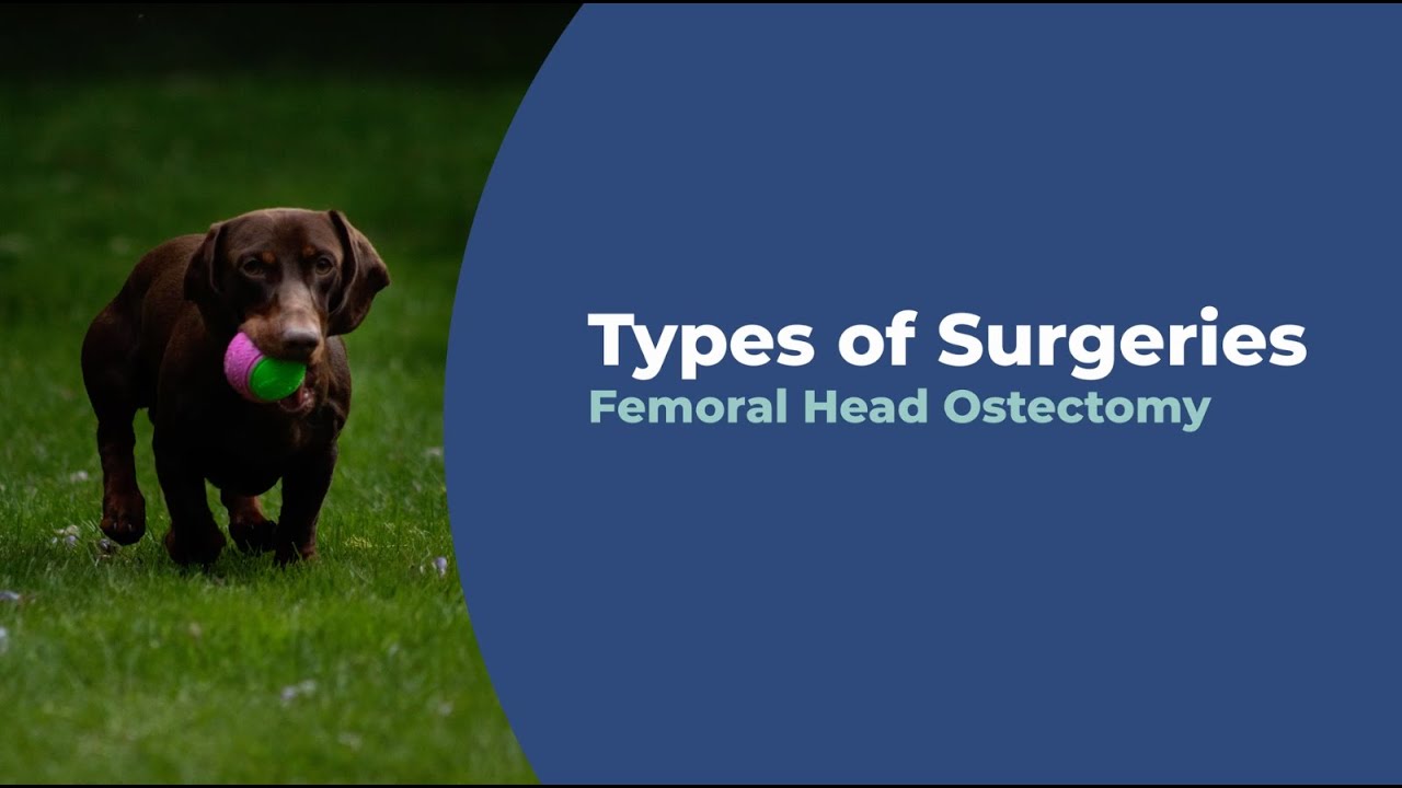Femoral Head Ostectomy video