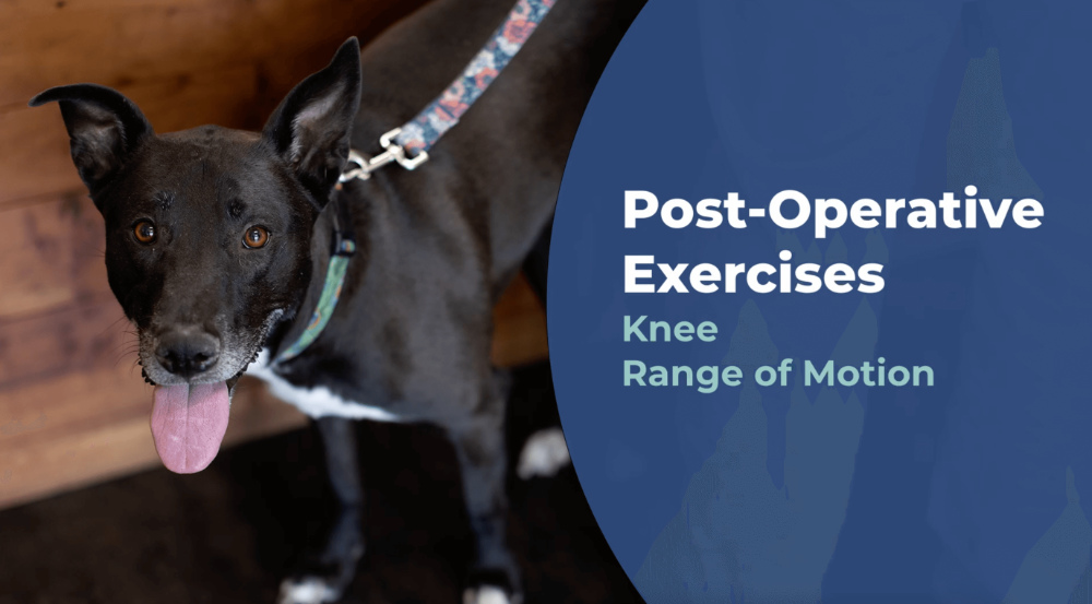 Knee Range of Motion Post Op Exercise
