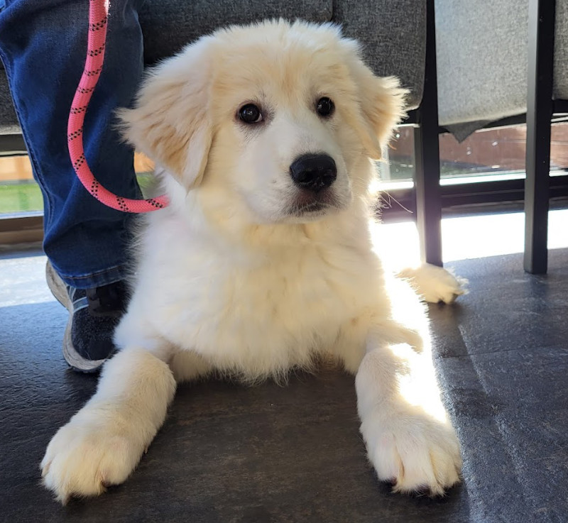 Capital Animal Hospital Testimonial