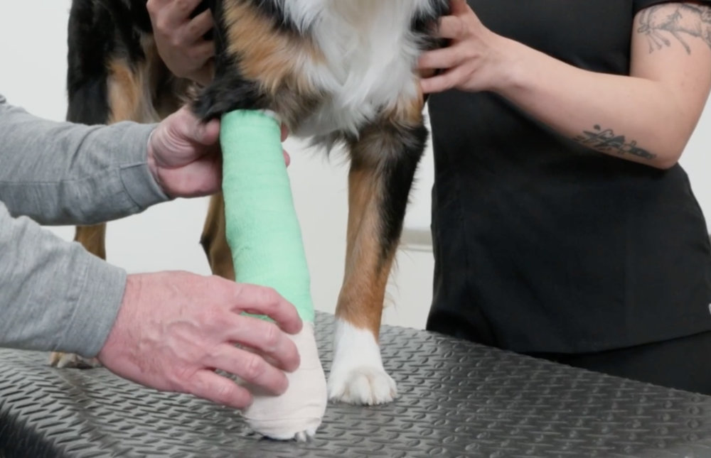 Demonstrating Dog Cast